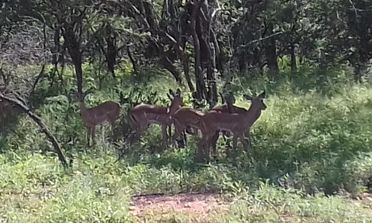 Nanisto Bush Lodge Marloth Park Exterior foto