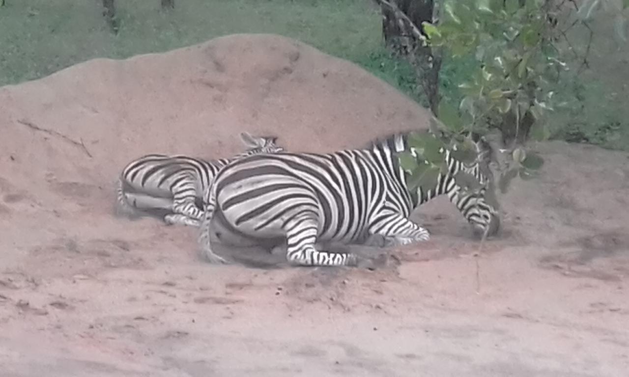 Nanisto Bush Lodge Marloth Park Exterior foto
